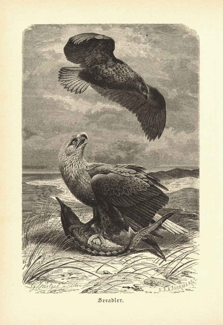 Seeadler, Vogel. Buchillustration (Holzschnitt) von 1890