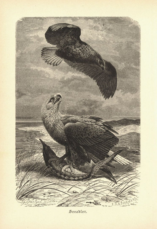 Seeadler, Vogel. Buchillustration (Holzschnitt) von 1890