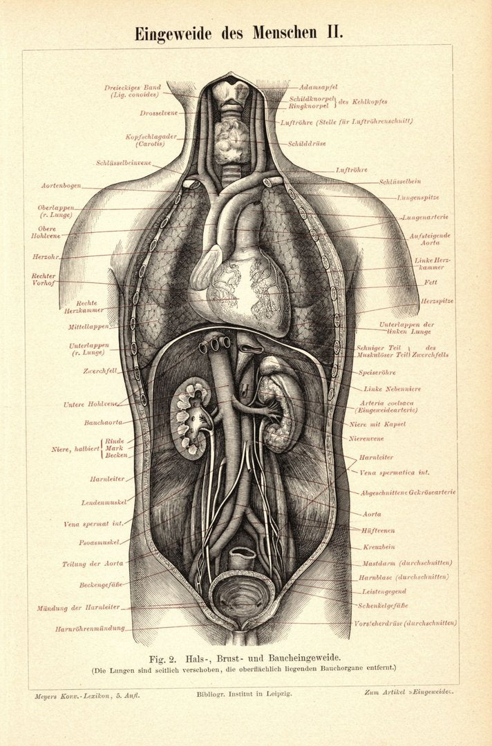 Eingeweide des Menschen II. Buchillustration (Stich) von 1895