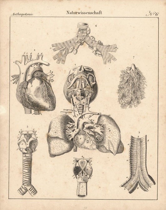 Anthropotomie, Naturwissenschaft Nr. 6. Lithografiertes Blatt von 1830.