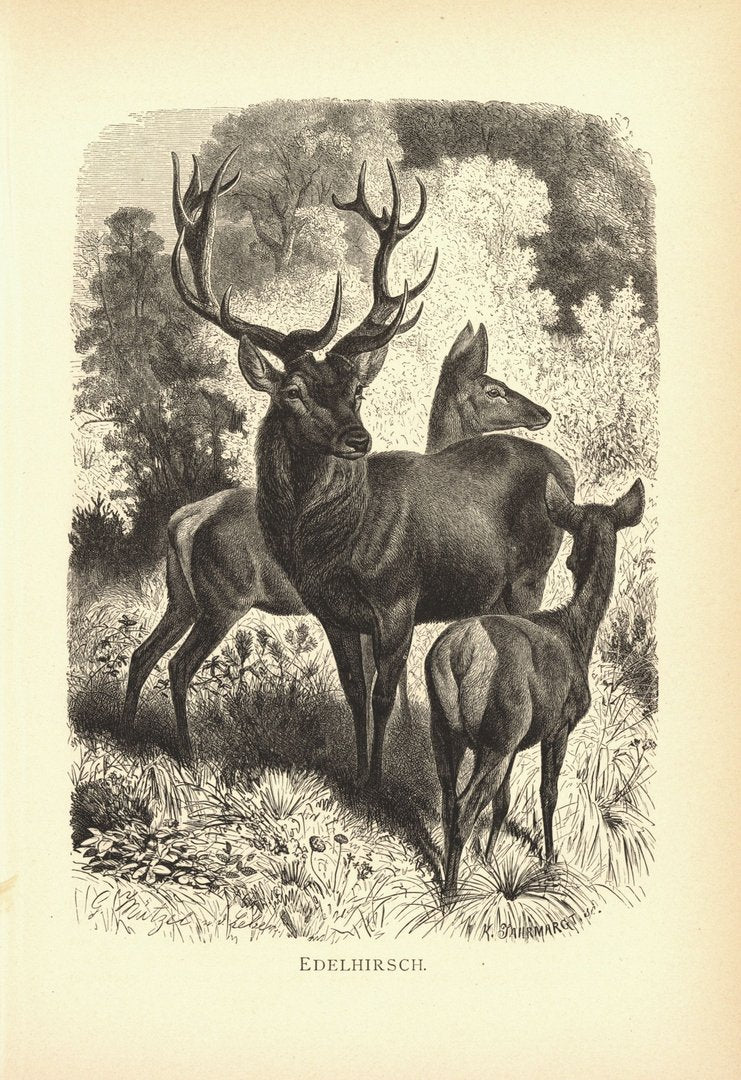 Edelhirsch. Buchillustration (Holzschnitt) von 1890