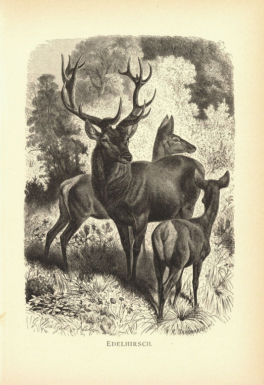 Edelhirsch. Buchillustration (Holzschnitt) von 1890