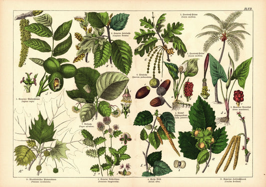 Pflanzen, z.B. Mais. Farblithografie von 1887. Tafel  47
