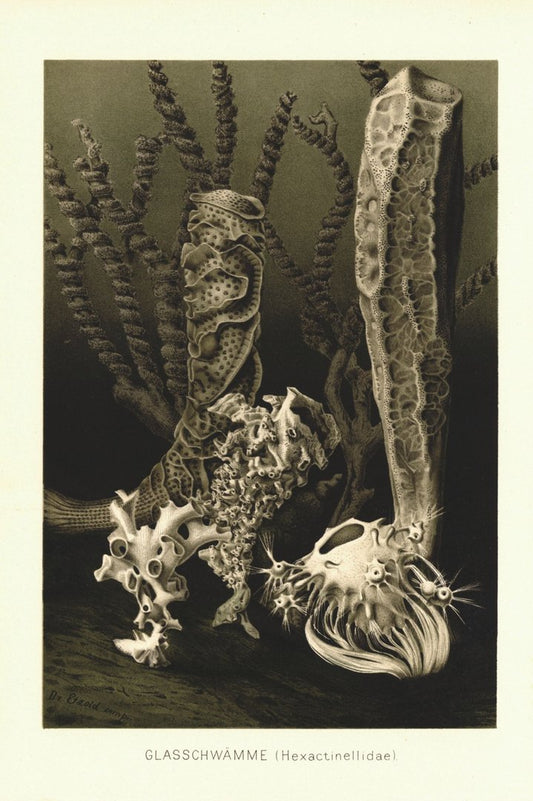 Glasschwämme. Lithografie von 1890