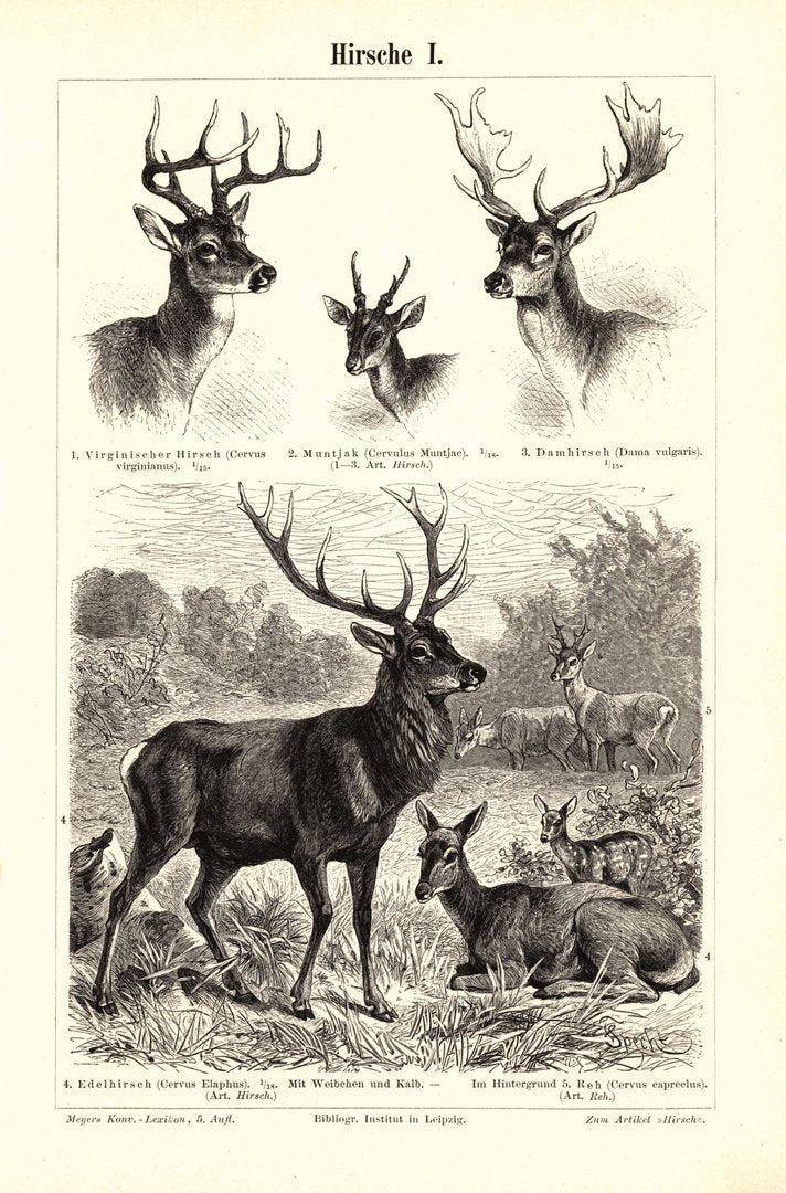 Hirsche. Buchillustration (Stich) von 1895