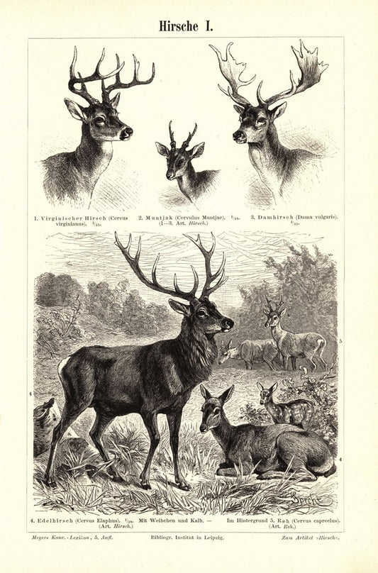Hirsche. Buchillustration (Stich) von 1895