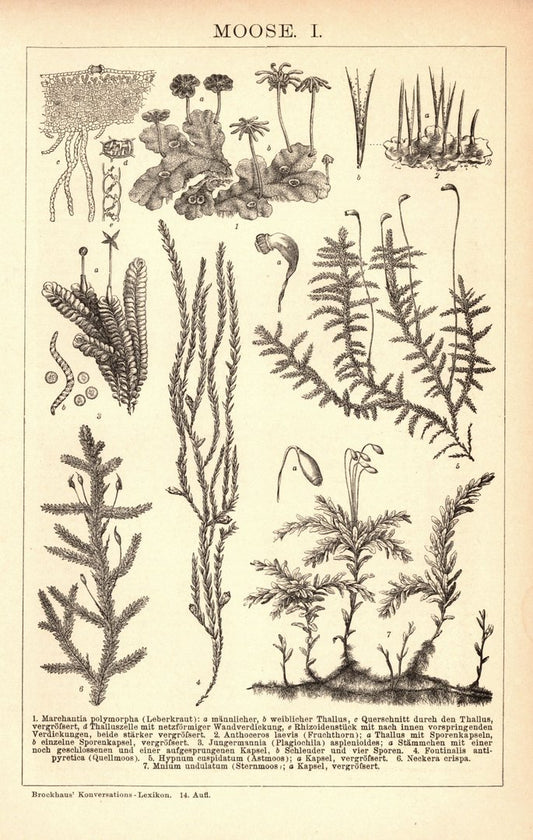 Moose . Buchillustration (Stich) von 1897