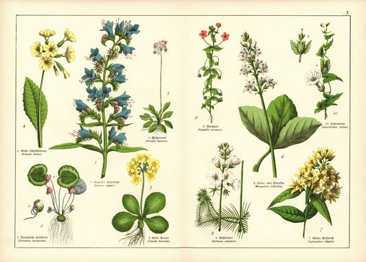 Pflanzen, Petandria Monogynia, z.B. Primel. Farblithografie von 1887. Tafel 10