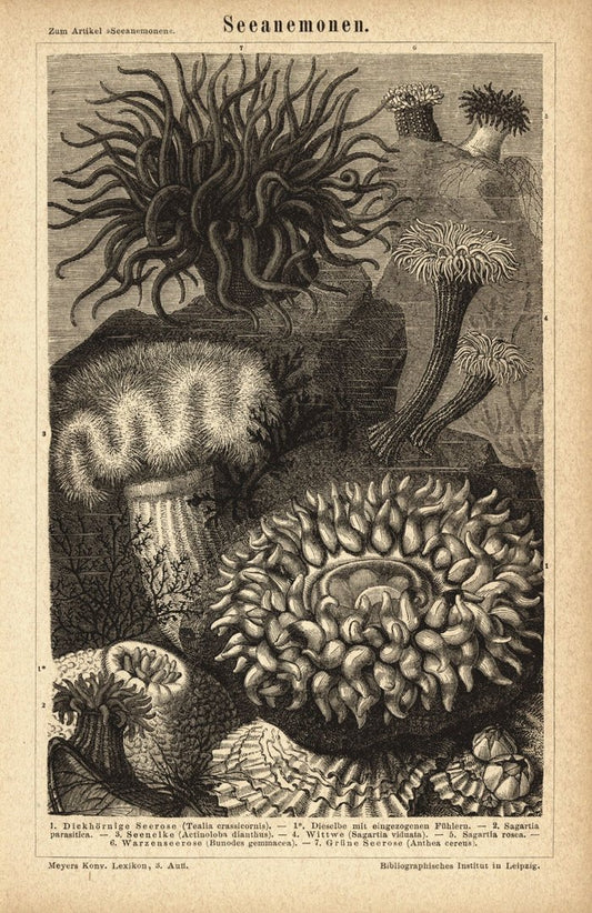 Seeanemonen. Buchillustration (Stich) von 1878