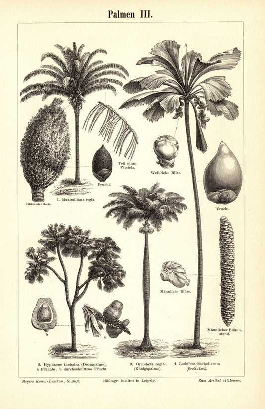 Palmen III-IV. Buchillustration (Stich) von 1897