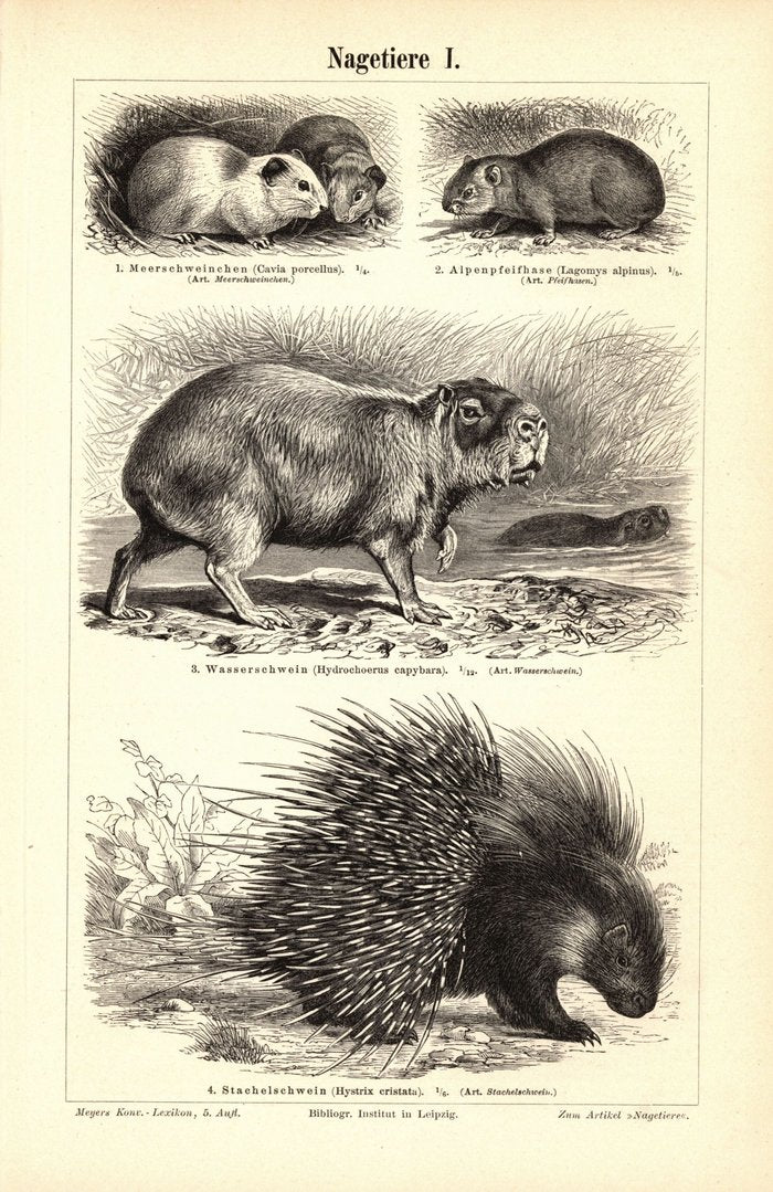 Nagetiere I-II. Buchillustration (Stich) von 1897