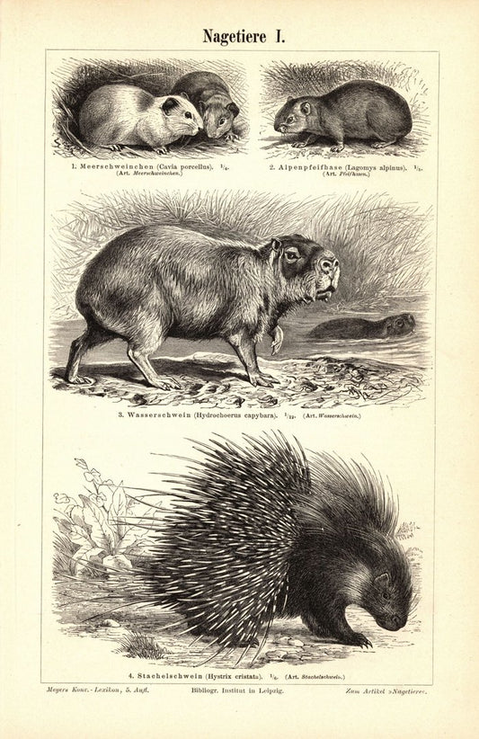 Nagetiere I-II. Buchillustration (Stich) von 1897