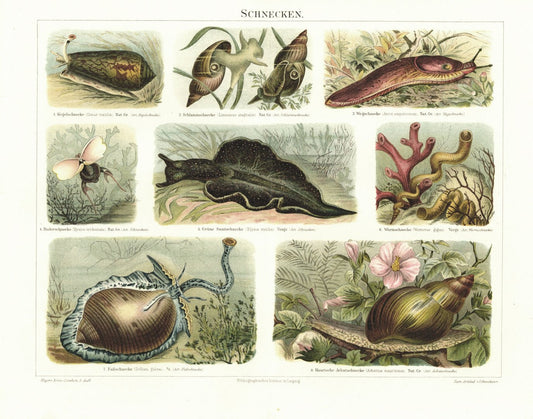 Schnecken. Lithografie von 1897