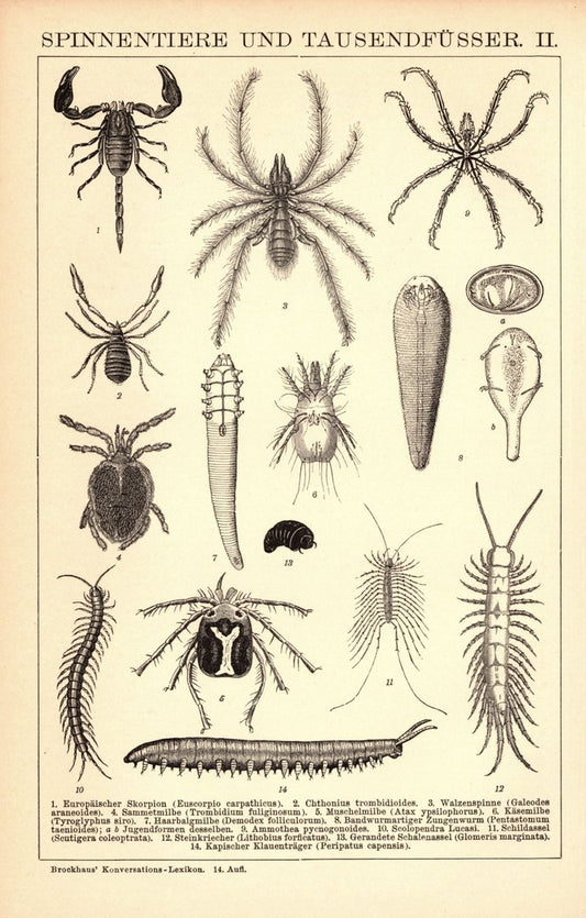 Spinnentiere und Tausendfüsser. Buchillustration (Stich) von 1897