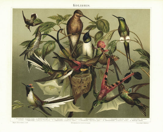 Kolibris. Lithografie von 1895