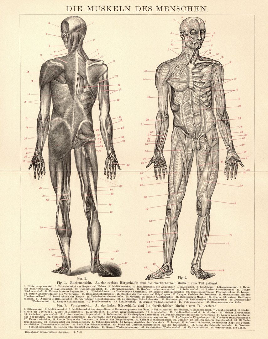 Die Muskeln des Menschen. Buchillustration (Stich) von 1897