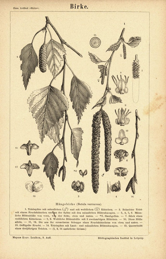 Birke. Buchillustration (Stich) von 1874