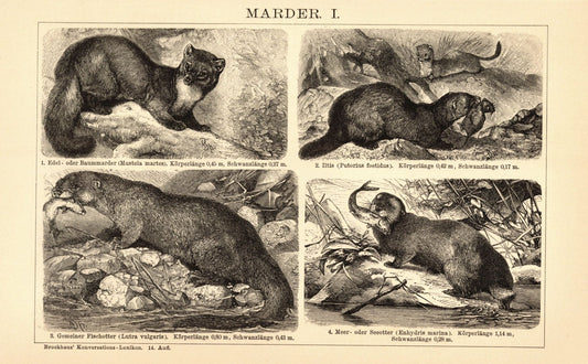 Marder. Buchillustration (Stich) von 1897