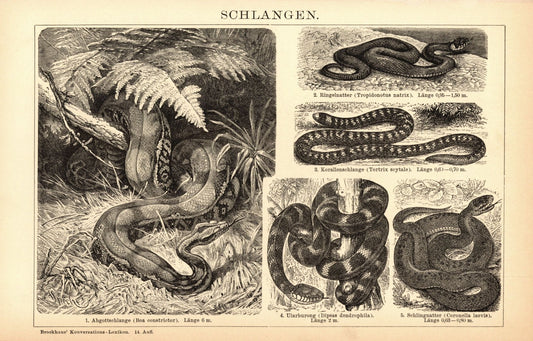 Schlangen. Buchillustration (Stich) von 1897