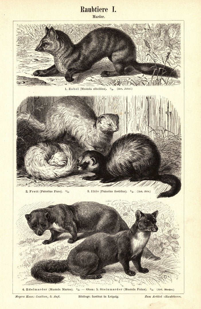 Raubtiere, Marder. Buchillustration (Stich) von 1897
