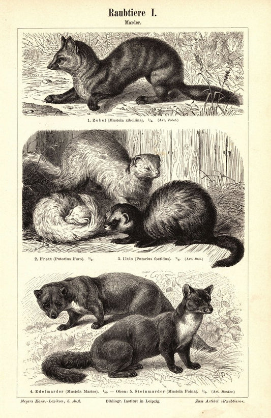 Raubtiere, Marder. Buchillustration (Stich) von 1897