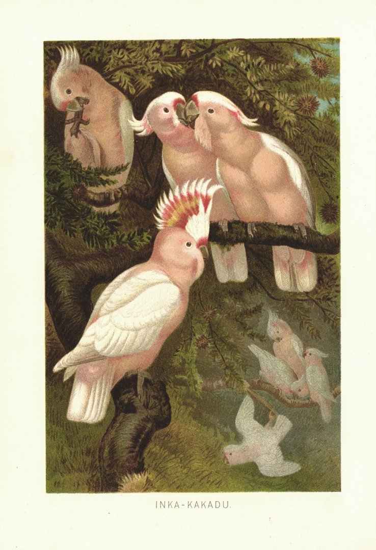Inka-Kakadu. Papageien Vögel. Lithografie von 1890