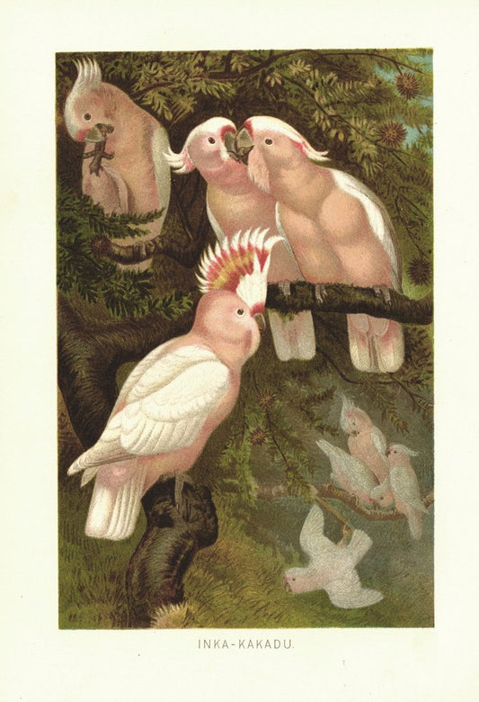 Inka-Kakadu. Papageien Vögel. Lithografie von 1890