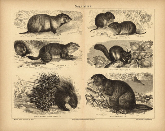 Nagetiere. Buchillustration (Stich) von 1877