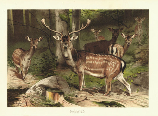Dammwild, Hirsch. Lithografie von 1890