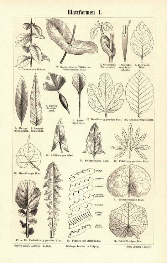 Blattformen. Buchillustration (Stich) von 1893