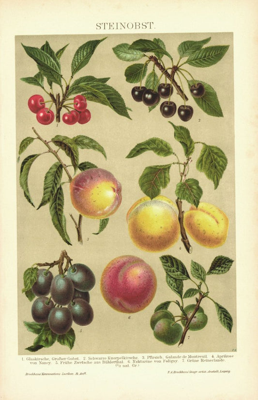 Steinobst. Lithographie von 1894