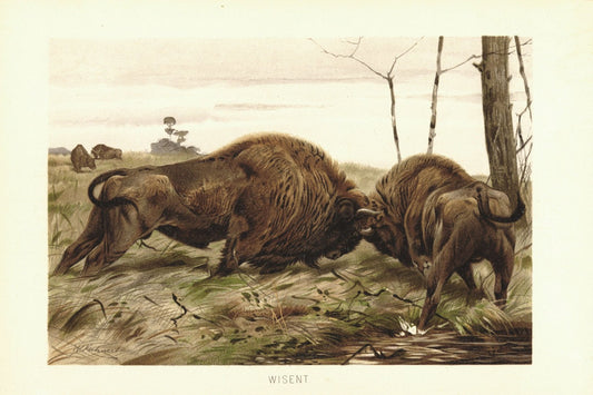 Wisent. Lithografie von 1890