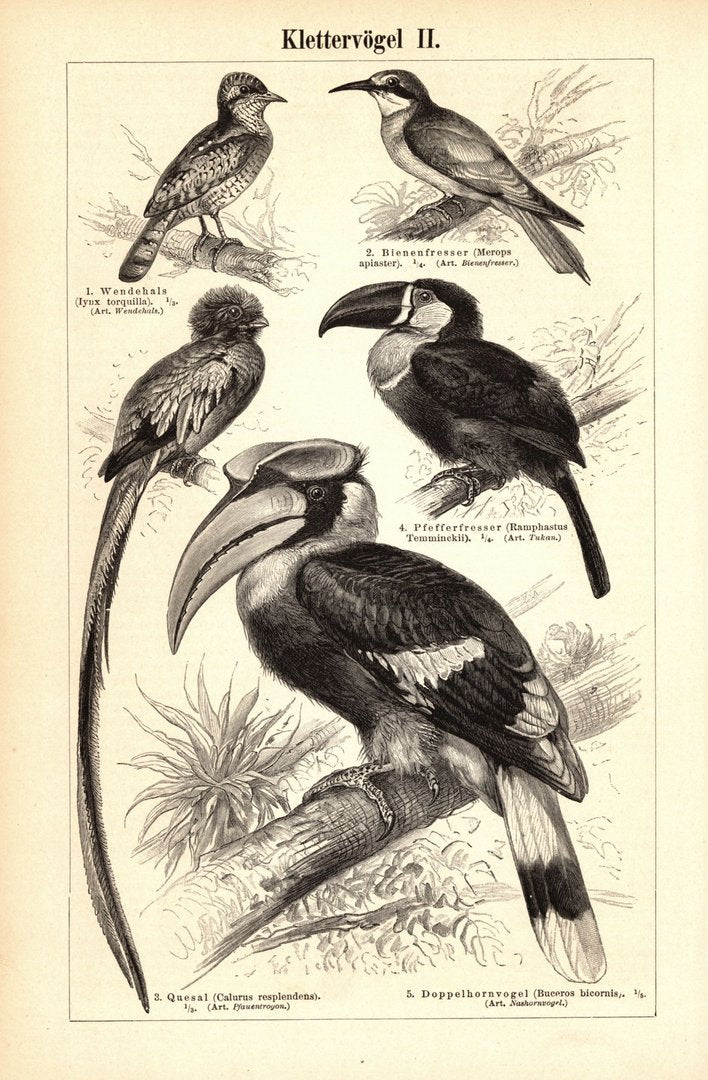 Klettervögel. Buchillustration (Stich) von 1896