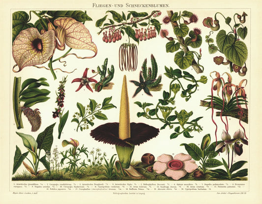 Fliegen- und Schneckenblumen. Lithografie von 1899