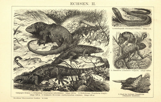 Echsen II-III. Buchillustration (Stich) von 1897