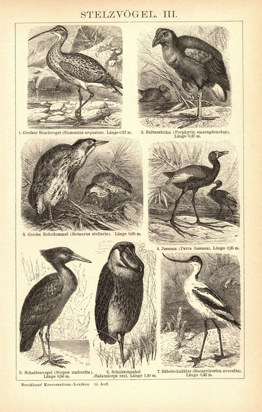 Stelzvögel III-IV. Buchillustration (Stich) von 1897