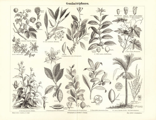 Genussmittelpflanzen. Buchillustration (Stich) von 1895