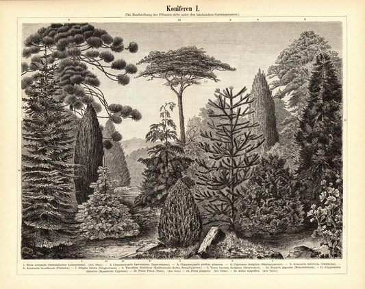 Koniferen. Buchillustration (Stich) von 1896