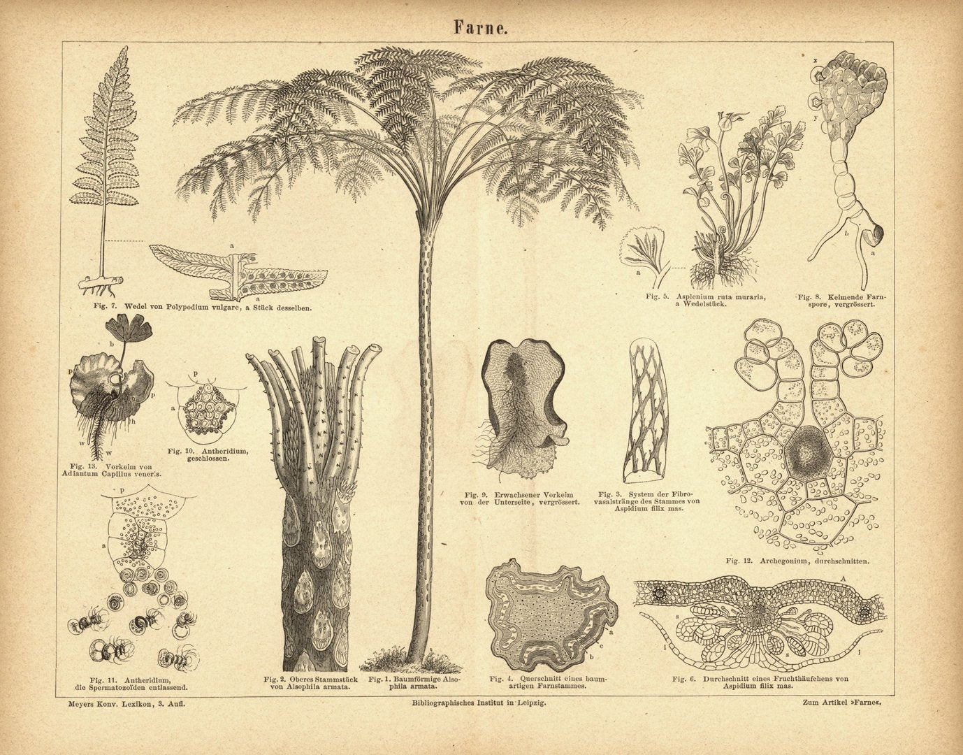 Farne. Buchillustration (Stich) von 1875