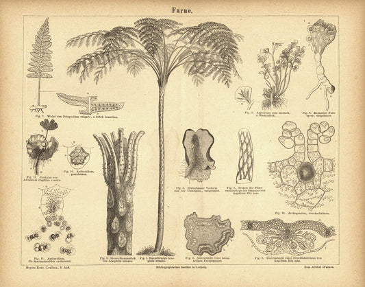 Farne. Buchillustration (Stich) von 1875