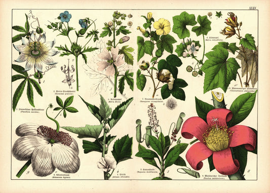 Pflanzen, Monadelphia, z.B. Passionsblume. Farblithografie von 1887. Tafel 35