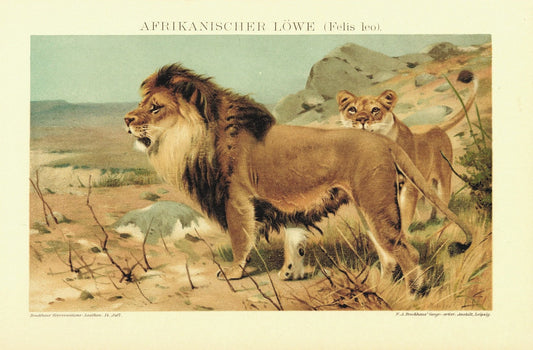 Afrikanischer Löwe. Lithografie von 1920