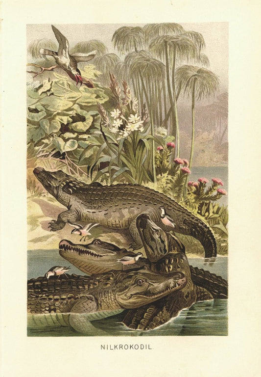 Nilkrokodil. Lithografie von 1890