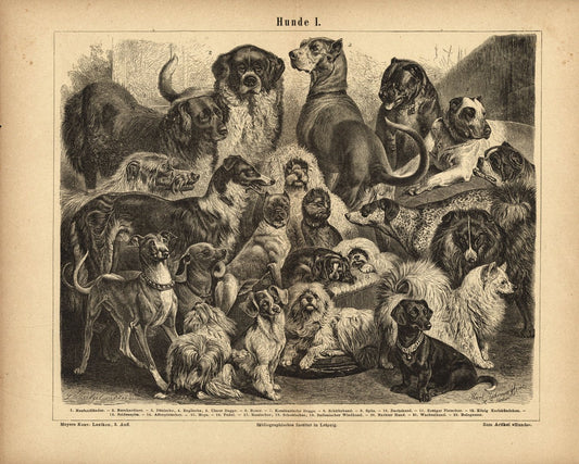 Hunde I. Buchillustration (Stich) von 1876
