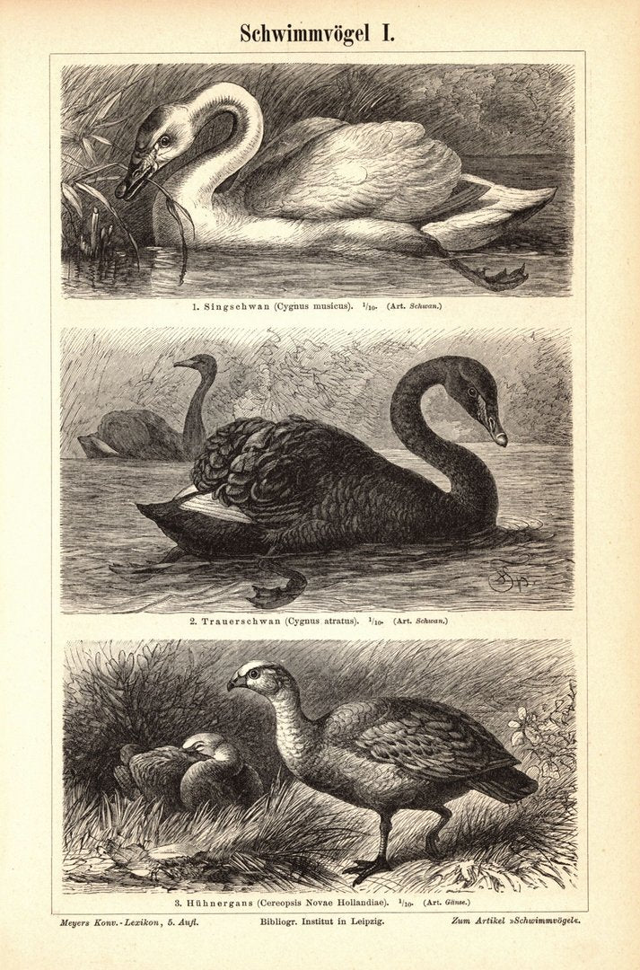 Schwimmvögel I-II. Buchillustration (Stich) von 1897