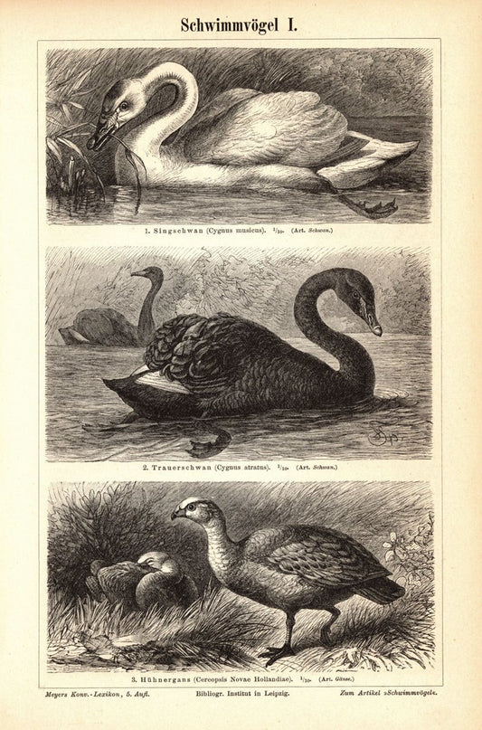 Schwimmvögel I-II. Buchillustration (Stich) von 1897