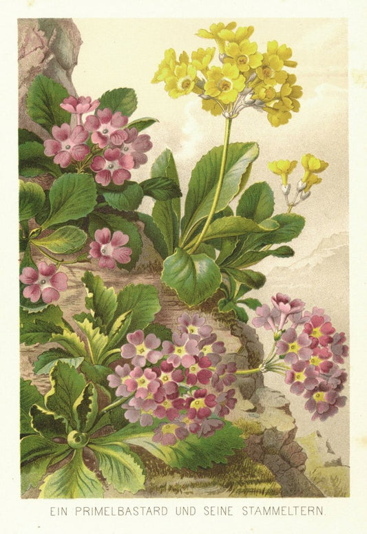 Ein Primelbastard und seine Stammeltern. Lithographie von 1887