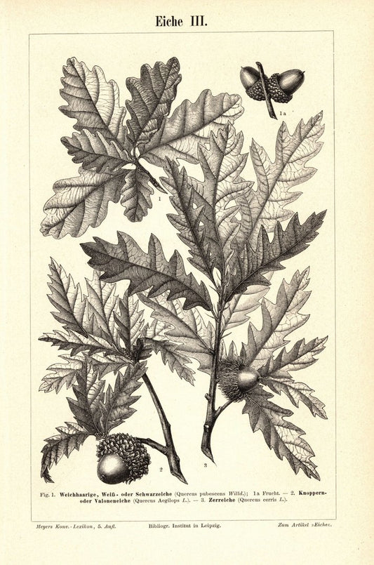 Eiche III-IV. Buchillustration (Stich) von 1895