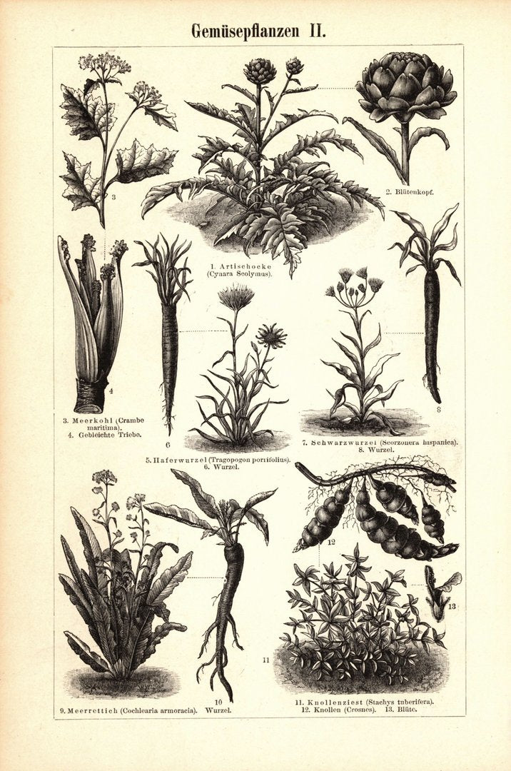 Gemüsepflanzen I-II. Buchillustration (Stich) von 1895