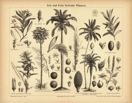 Öle und Fette liefernde Pflanzen. Buchillustration (Stich) von 1877